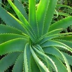 aloe_vera1