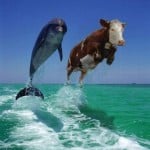 11130-cow-dolphin[1]