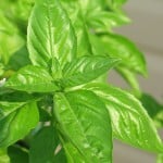 basil