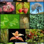 250px-Diversity_of_plants_image_version_5