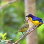 865343__beautiful-birds_p